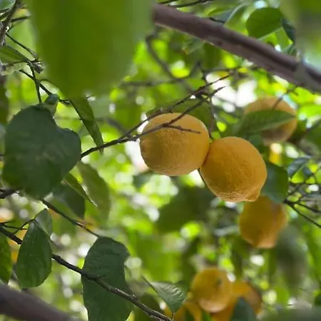 Lemon House Near To Pireaus Port * Piraeus